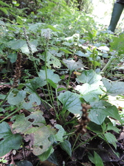 Plantago palmata