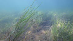Zostera nigricaulis