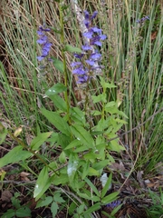 Lobelia elongata