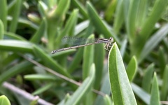 Pseudagrion kersteni