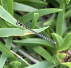 Pseudagrion kersteni