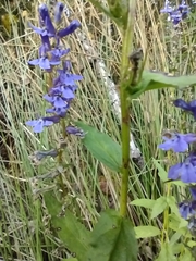 Lobelia elongata