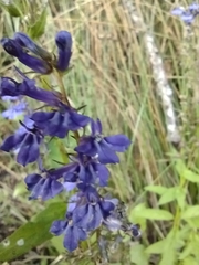 Lobelia elongata