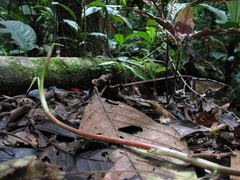 Philodendron heleniae