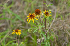 Tetragonotheca texana