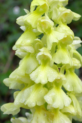 Orchis pallens