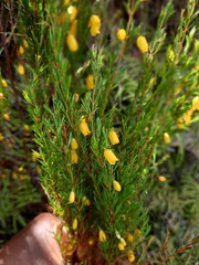Erica campanularis