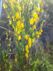 Erica campanularis