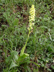 Orchis pallens