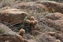 Echinocereus reichenbachii baileyi