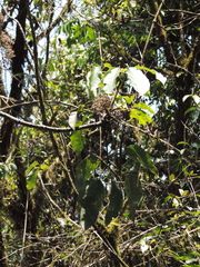 Astropanax polysciadius