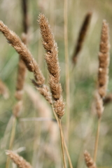 Calamagrostis extremiorientalis