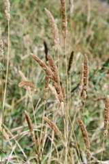 Calamagrostis extremiorientalis