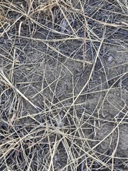 Phlibostroma quadrimaculatum