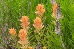 Castilleja lindheimeri