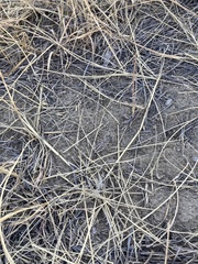 Phlibostroma quadrimaculatum