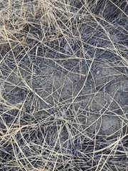 Phlibostroma quadrimaculatum