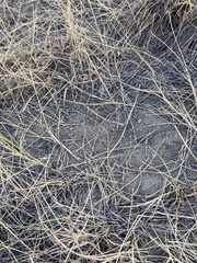 Phlibostroma quadrimaculatum