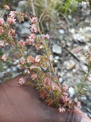 Erica eriocephala