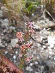 Erica eriocephala