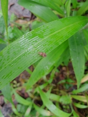 Cletomorpha
