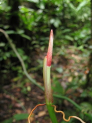 Philodendron heleniae