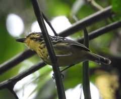 Hypocnemis hypoxantha