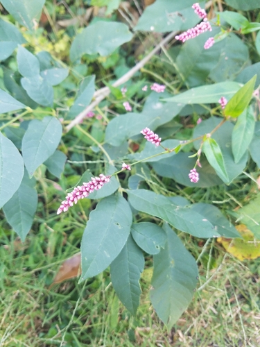 Persicaria longiseta, photograph 3