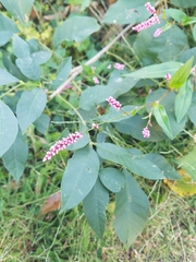 Persicaria longiseta, photograph Shannon, CC0, iNaturalist via GBIF