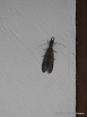 Corydalus peruvianus