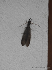 Corydalus peruvianus