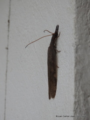 Corydalus peruvianus