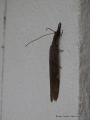 Corydalus peruvianus