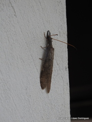 Corydalus peruvianus