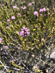 Stilbe ericoides