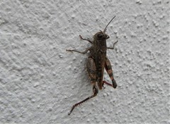 Calliptamus italicus