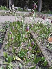 Fritillaria michailovskyi