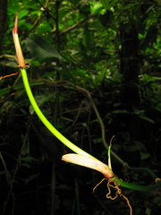 Philodendron heleniae