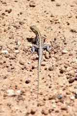 Ctenophorus maculatus