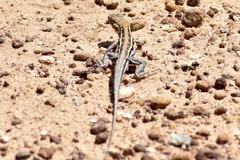 Ctenophorus maculatus