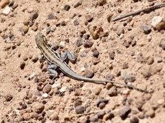 Ctenophorus maculatus