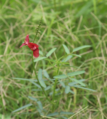 Macroptilium gibbosifolium