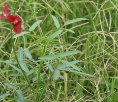 Macroptilium gibbosifolium
