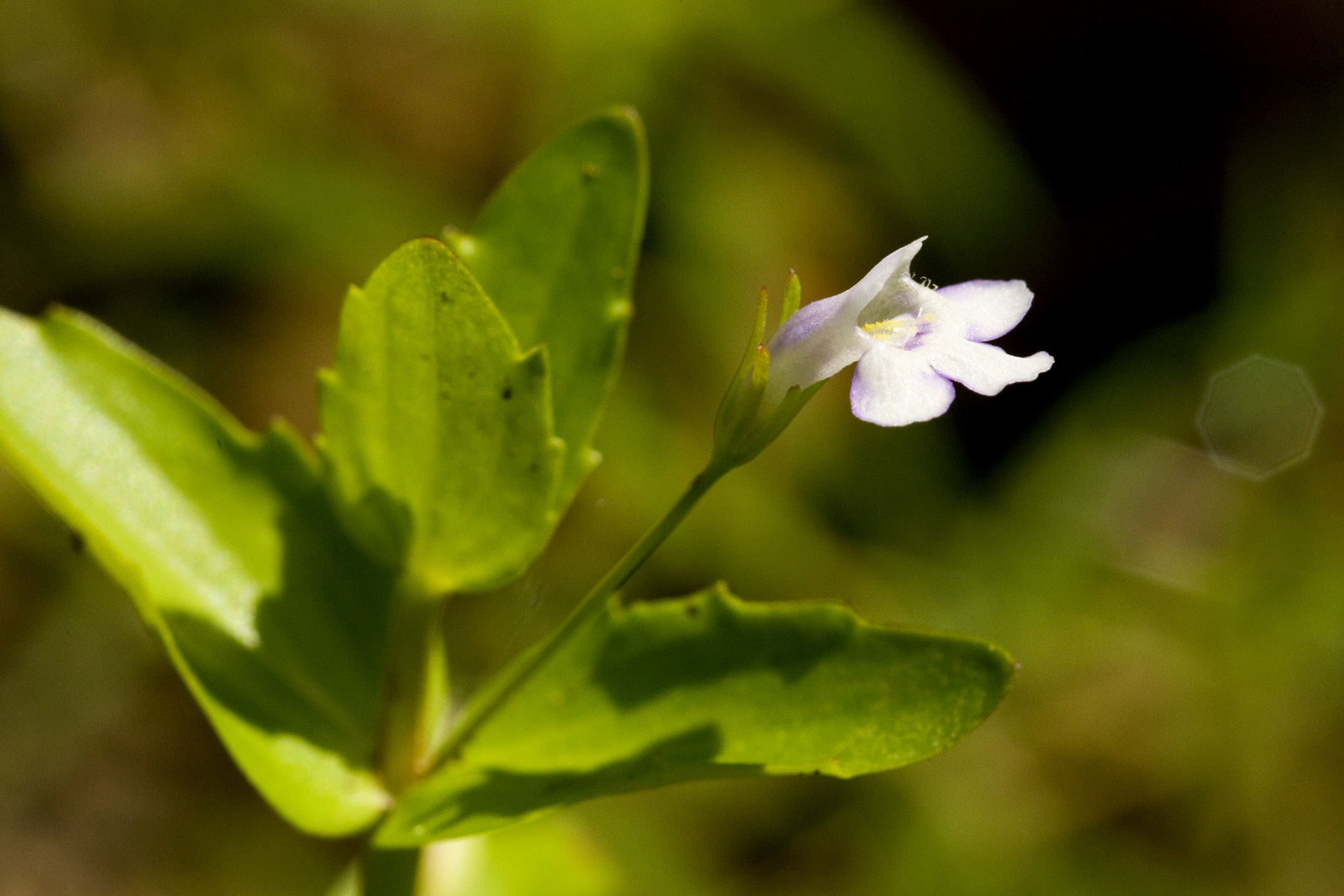 Lindernia dubia