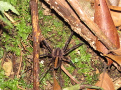 Guasuctenus longipes