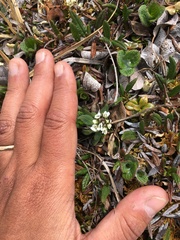 Eutrema edwardsii