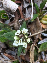 Eutrema edwardsii