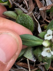Eutrema edwardsii