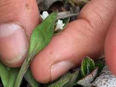 Eutrema edwardsii