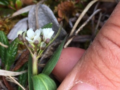 Eutrema edwardsii